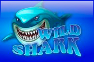 Wild shark